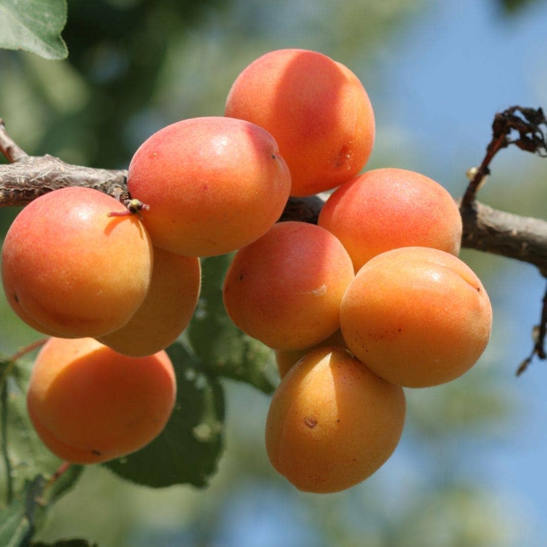 WOO™ Apricot Oil